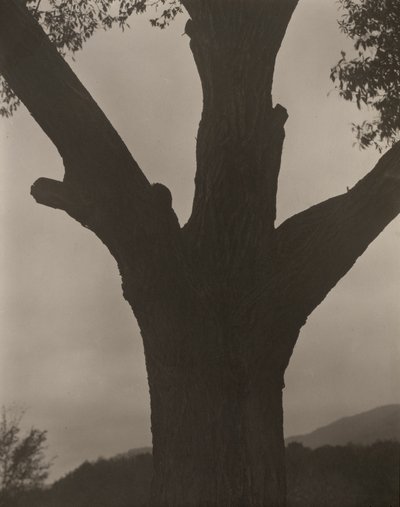 Die sterbende Kastanie von Alfred Stieglitz