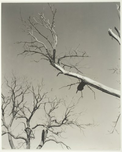 Der sterbende Kastanienbaum—Mein Lehrer, 1927 von Alfred Stieglitz