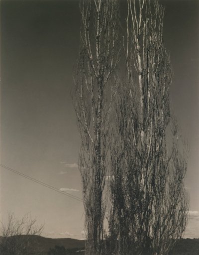 Die zwei Pappeln, Lake George von Alfred Stieglitz