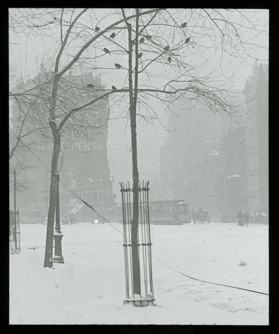 Baum im Schnee, New York City von Alfred Stieglitz