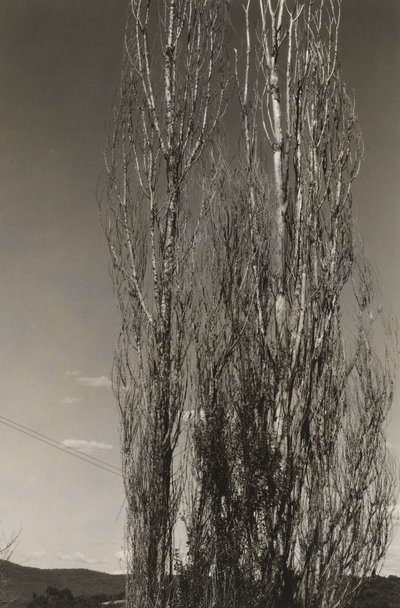 Zwei Pappeln, Lake George (recto) von Alfred Stieglitz