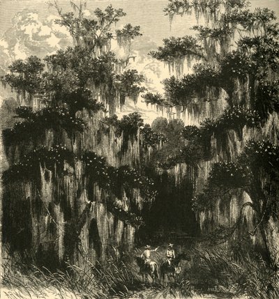 Magnolia-Sumpf, 1872 von Alfred Rudolph Waud