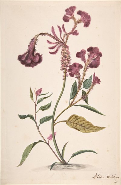 Studie einer Hanekam Celosia argentea, n.d. von Alida Withoos