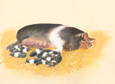Sattelschwein und Ferkel von Alison Cooper