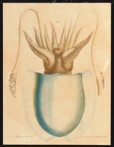 Eine Tintenfisch-Studie von Aloys Zötl