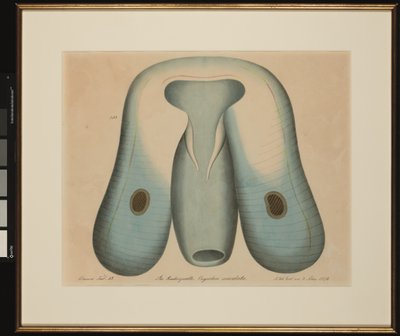 Die Ruderqualle. Ocyrrhoe maculata von Aloys Zötl