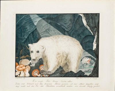 Der weiße Bär, 1844 von Aloys Zötl