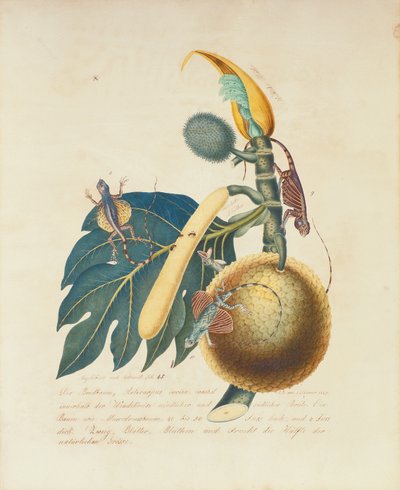 Der Broadbaum..., 1847 von Aloys Zötl