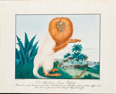 Der Weiße Saki von Aloys Zötl