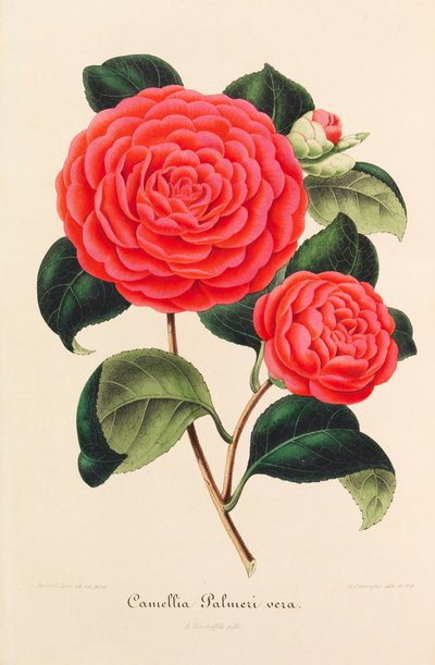 Nouvelle iconographie des Camellias von Ambroise Alexandre Verschaffelt