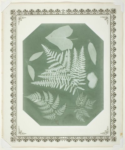 Studie von Blättern von Amelia Bergner