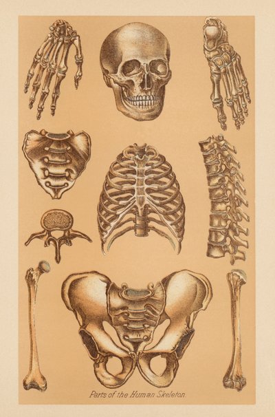 Anatomische Studie des menschlichen Skeletts von American School