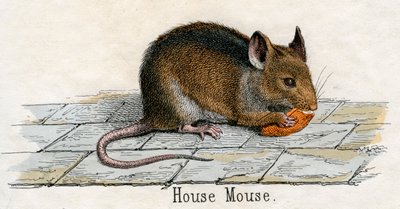 Antiker Druck einer Hausmaus von American School