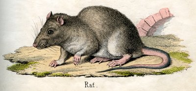 Antiker Druck einer Ratte von American School