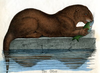 Antiker Druck eines Otters von American School