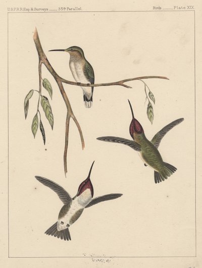 Vögel, Tafel XIX, 1855 von American School