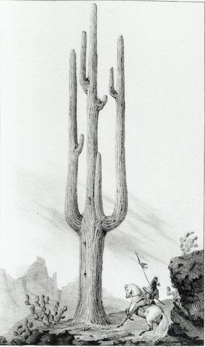 Cereus Giganteus von American School