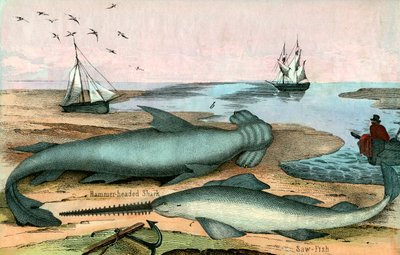 Hammerhai und Sägefisch von American School