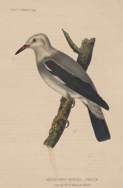 Heterornis Sericea (Gmelin), 1855 von American School