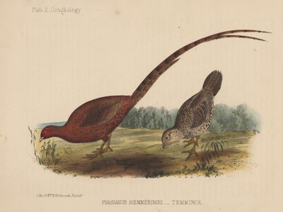 Phasianus Soemmeringh (Temminck) von American School