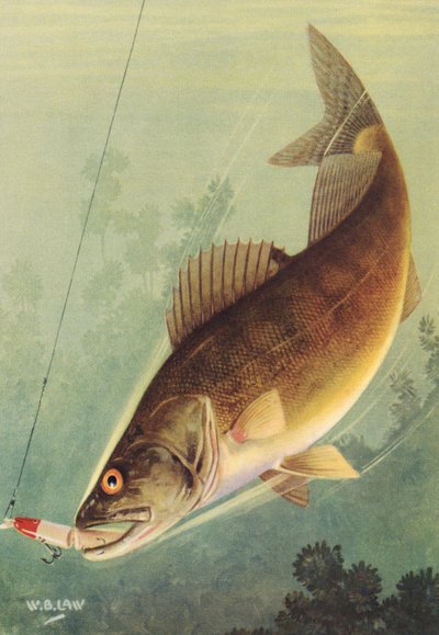 Sportfischen: Zander schlägt auf einen Köder von American School