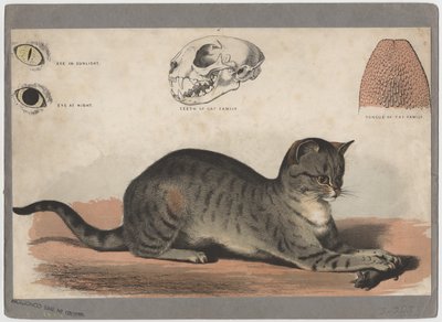 Die Katze von American School