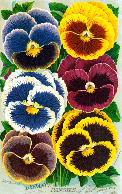 Viktorianische Stiefmütterchenblüten von American School