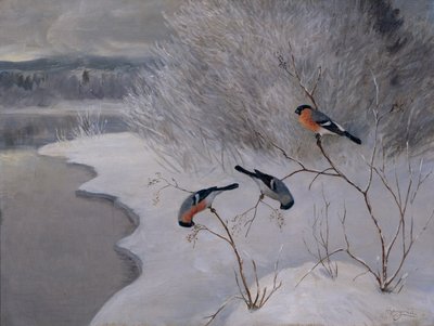 Gimpel von Anders Kongsrud
