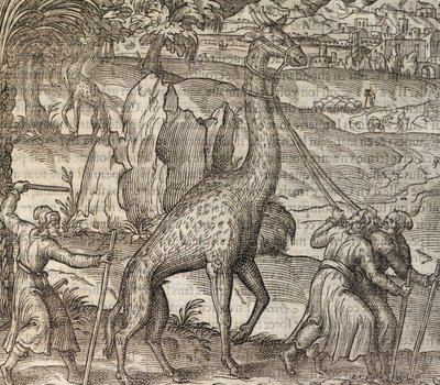 Giraffe, Gravur aus Cosmographie Universelle von Andre Thevet
