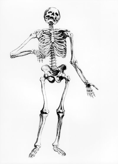 Menschliches Skelett von Andreas Vesalius