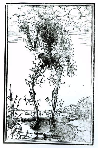 Gefäßsystem des Körpers von Andreas Vesalius