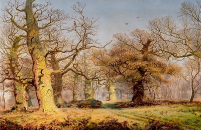 Eichen im Sherwood Forest von Andrew MacCallum