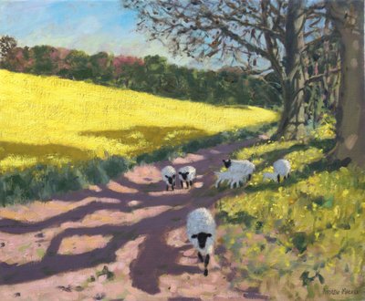 Schafe und gelbes Feld, 2017 von Andrew Macara