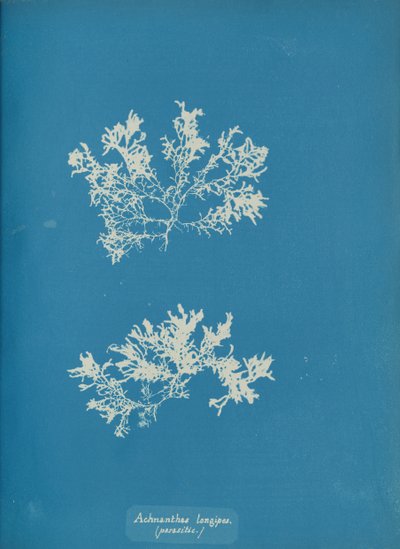 Achnanthes longipes, parasitisch, ca. 1853 von Anna Atkins