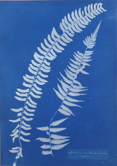 Asplenium Braziliense, Südamerika von Anna Atkins
