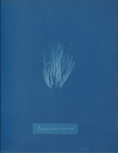 Bangia fusco-purpurea, ca. 1853 von Anna Atkins