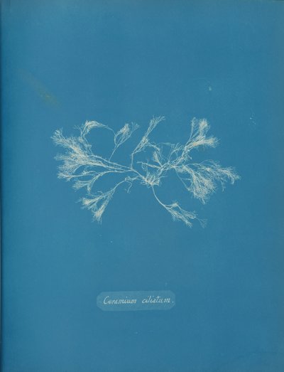 Ceramium ciliatum, ca. 1853 von Anna Atkins