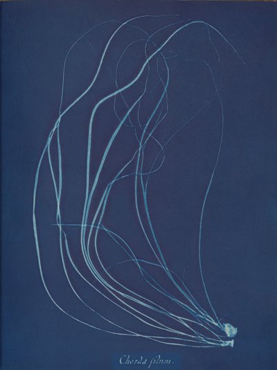 Chorda filum von Anna Atkins