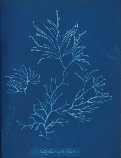 Cladostephus verticillatus von Anna Atkins