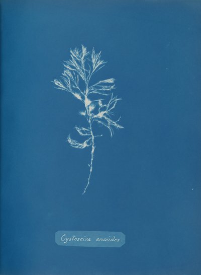 Cystoseira ericoides, ca. 1853 von Anna Atkins