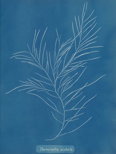 Desmarestia aculeata, ca. 1853 von Anna Atkins