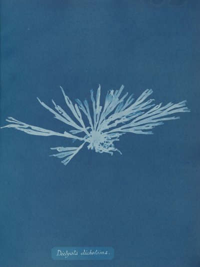 Dictyota dichotoma, ca. 1853 von Anna Atkins