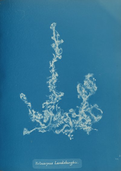 Ectocarpus Landsburghii von Anna Atkins