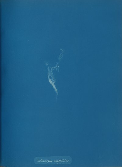 Ectocarpus amphibius, ca. 1853 von Anna Atkins