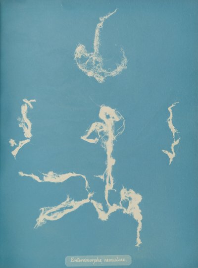 Enteromorpha ramulosa, ca. 1853 von Anna Atkins