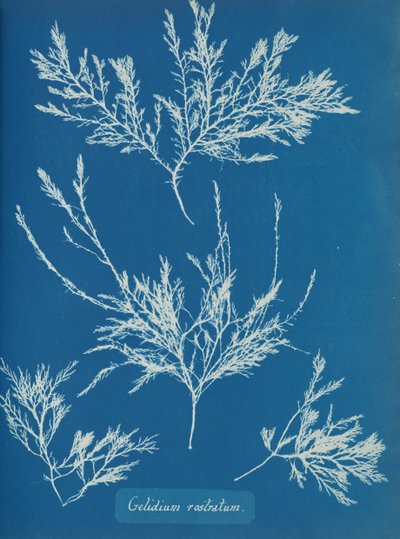 Gelidium rostratum, ca. 1853 von Anna Atkins