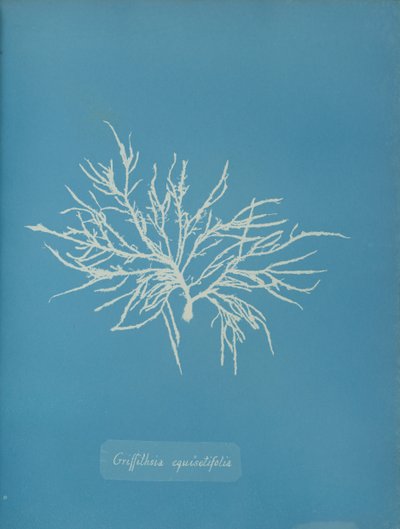 Griffithsia equisetifolia, ca. 1853 von Anna Atkins