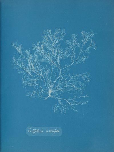 Griffithsia multifida, ca. 1853 von Anna Atkins