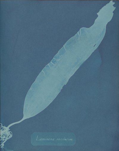 Laminaria saccharina von Anna Atkins
