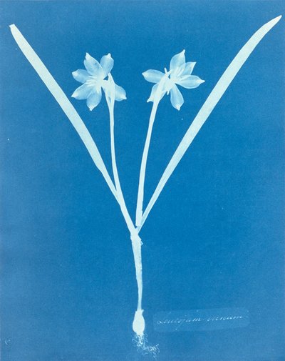 Leucojam Varium von Anna Atkins von Anna Atkins